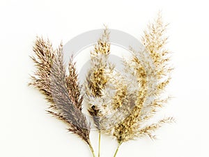 Phragmites on white