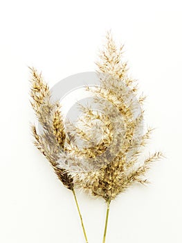 Phragmites on white