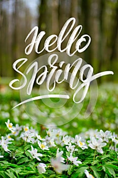 phrase hello spring, white lettering on the background of a photo with a carpet of white anemones in a forest