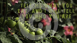 The phrase Tell me what you eat, and I will tell you who you are. Fresh fruits and vegetables