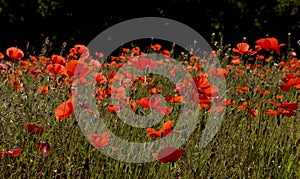 Phrase of Wild Red Poppies