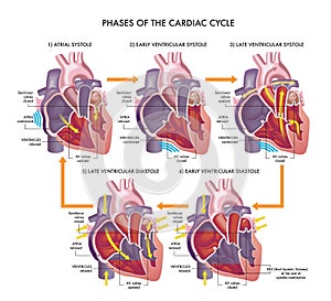 Phrases of the cardiac cycle