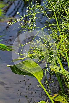 Phreatophyte. American water plantain Alisma plantago-aquatica in swampy-forest river water. Northeast Europe grow on river bank
