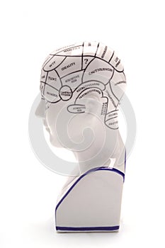 Phrenology Head