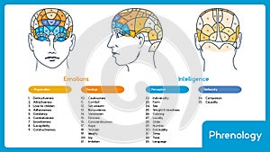Phrenology. Head brain map.