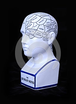 Phrenology Head Model