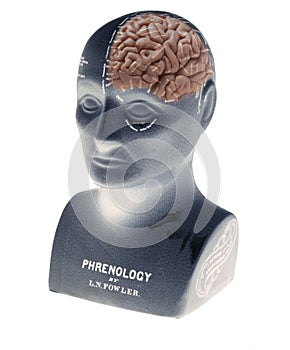 Phrenology head showing half brain on white background
