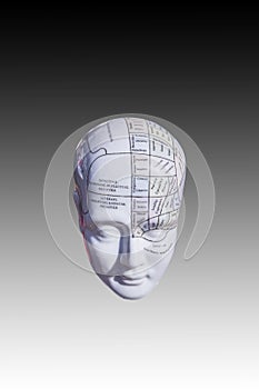 Phrenology map of the brain