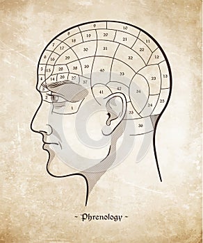Phrenology retro pseudoscience poster or print design over grunge paper background hand drawn vector illustration.