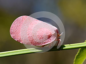 Phromnia rosea