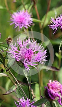Phrygian cornflower (Centaurea phrygia) grows in nature