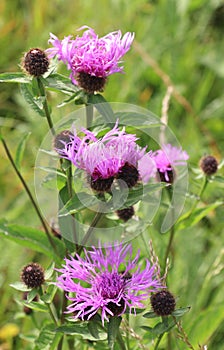 Phrygian cornflower (Centaurea phrygia) grows in nature