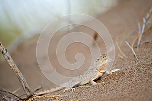 Phrynocephalus mystaceus.