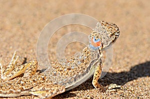 Phrynocephalus ornatus , ornate toad agama