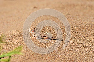 Phrynocephalus ornatus , Striped Toad Agama in desert