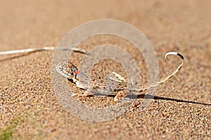 Phrynocephalus ornatus , Striped Toad Agama on desert ground