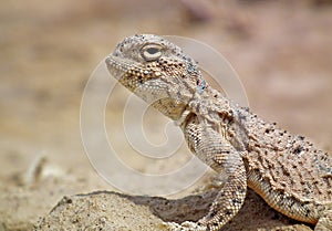 Phrynocephalus persicus , Persian toad-headed agama