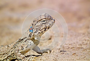 Phrynocephalus persicus , Persian toad-headed agama