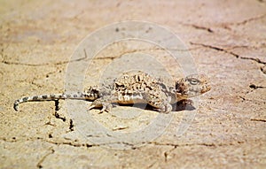 Phrynocephalus persicus , Persian toad-headed agama in desert