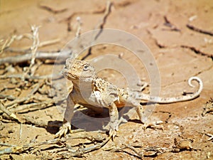 Phrynocephalus persicus , Persian toad-headed agama in desert