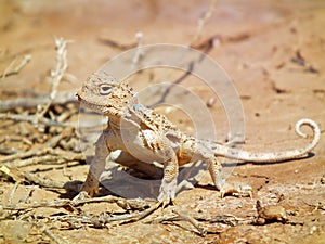 Phrynocephalus persicus , Persian toad-headed agama in desert