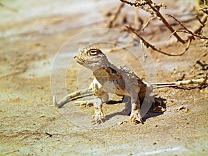 Phrynocephalus persicus , Persian toad-headed agama in desert