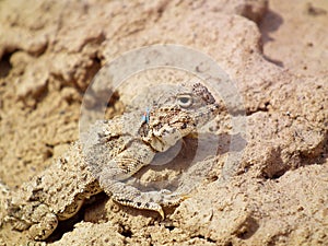 Phrynocephalus persicus , Persian toad-headed agama in desert