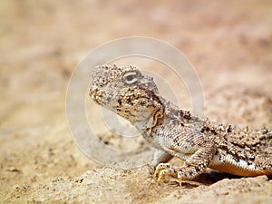 Phrynocephalus persicus , Persian toad-headed agama in desert