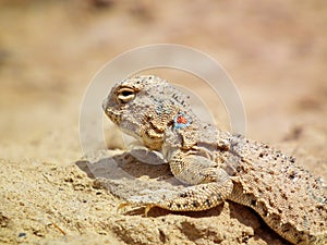 Phrynocephalus persicus , Persian toad-headed agama in desert