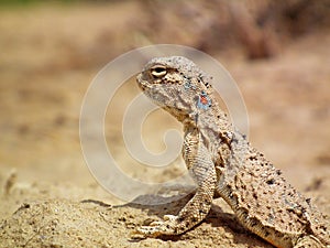 Phrynocephalus persicus , Persian toad-headed agama in desert