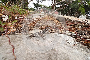 Phrynocephalus Versicolor lizard, also known as the Tuvan toad-headed agama, on a rock in the park