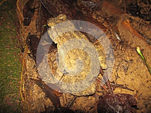 Phrynoidis aspera (River Toad, Rough Toad, Giant Asian Toad, Kodok Buduk Sungai, Kodok Puru Besar)