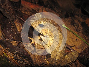 Phrynoidis aspera (River Toad, Rough Toad, Giant Asian Toad, Kodok Buduk Sungai, Kodok Puru Besar)