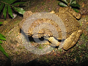 Phrynoidis aspera (River Toad, Rough Toad, Giant Asian Toad, Kodok Buduk Sungai, Kodok Puru Besar)