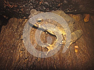 Phrynoidis aspera (River Toad, Rough Toad, Giant Asian Toad, Kodok Buduk Sungai, Kodok Puru Besar)