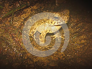 Phrynoidis aspera (River Toad, Rough Toad, Giant Asian Toad, Kodok Buduk Sungai, Kodok Puru Besar)