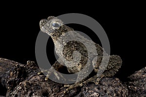 Phrynoidis aspera toad closeup on wood with isolated background