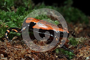 Phrynomantis microps walking frog on moss