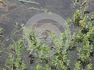 Phrynops hilarii, Hilaireâ€™s toadhead turtle or side-necked turtle, freshwater Chelidae.