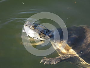 Phrynops hilarii, Hilaireâ€™s toadhead turtle or side-necked turtle, freshwater Chelidae.