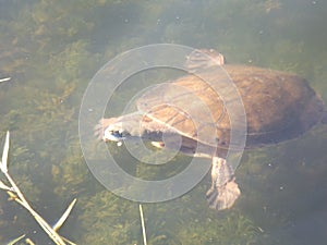 Phrynops hilarii, Hilaireâ€™s toadhead turtle or side-necked turtle, freshwater Chelidae.