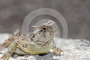 Phrynosoma cornutum