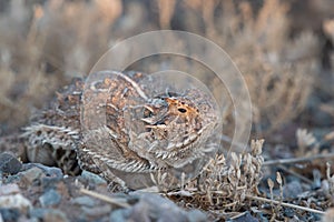 Phrynosoma solare lizard on the ground photo