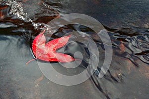 Phu Kradueng maple leaf