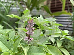 Phuk etu LAOS, This is the E Tu tree, a type of plant that lives in Laos.
