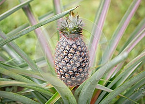 Phuket Pineapple