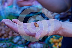 Phuket, Thailand: hand holding grub to eat at food market