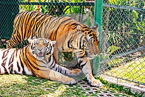 Phuket, Thailand - November 2019 This is the Tiger Kingdom in Phuket where Tourist attraction featuring up-close