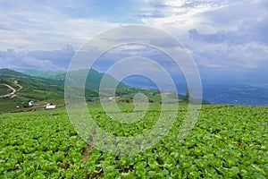 Phutubberk hill, Thailand