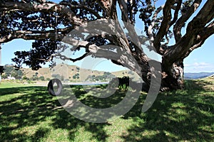 Phutukawa swing on the Coromandel coast